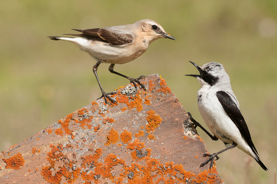 Northern wheatear - Oenanthe oenanthe male and female in the rock