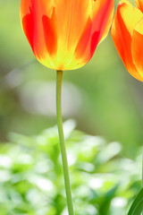 チューリップ