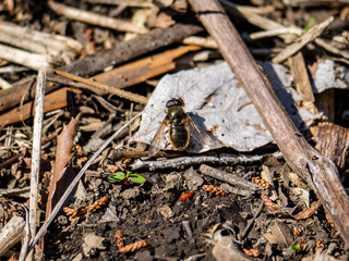 Bombylius Major bee fly on the forest floor