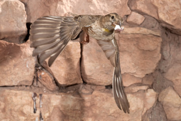 Rock Sparrow - Petronia petronia in flight