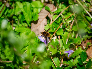 A greater beefly, bombylius major, feeds from a flower in a Japanese nature park in Kanagawa, Prefecture, Japan.
