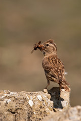 Rock Sparrow - Petronia petronia with insects in its beak