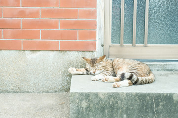 相島のお昼寝する猫