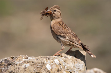 Rock Sparrow - Petronia petronia with insects in its beak