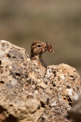 Rock Sparrow - Petronia petronia with insects in its beak