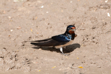 Swallow - Hirundo rustica taking mud for the nest