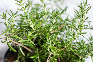 Green aromatic rosemary plant in the pot on white background close up.