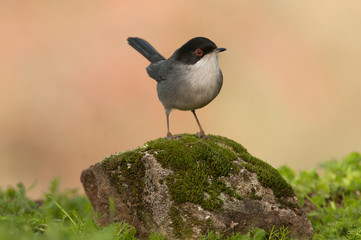 Sylvia melanocephala - Sardinian warbler in its natural habitat