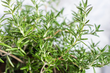Green aromatic rosemary plant in the pot on white background close up.