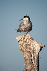 Whiskered tern - Chlidonias hybridus Perched on a branch