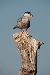 Whiskered tern - Chlidonias hybridus Perched on a branch