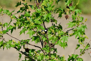 small bird hiding in green tree