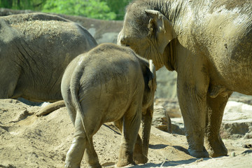 Obraz premium indischer Elefant in Tierpark
