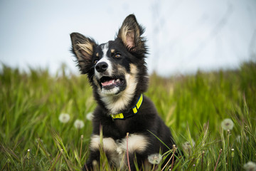 puppy border collie