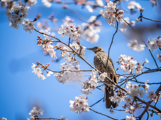 Japanese brown-eared bulbul feeds in sakura 3