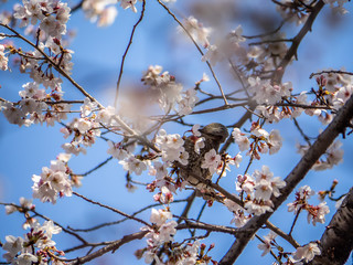 Japanese brown-eared bulbul feeds in sakura 1