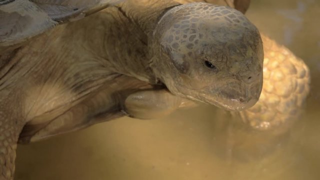 A closeup of a big turtles head. The turtle is standing in a clean water and slowly moving its head back and forward