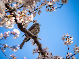 Japanese brown-eared bulbul feeds in sakura 7