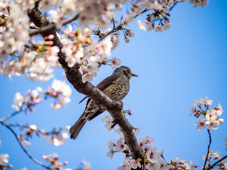 Japanese brown-eared bulbul feeds in sakura 8