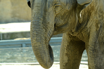 indischer Elefant in Tierpark