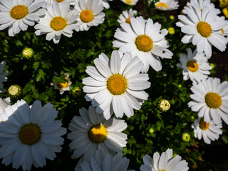 White daisy flowerbed background