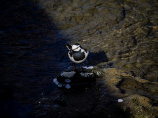 Black backed wagtail in a river