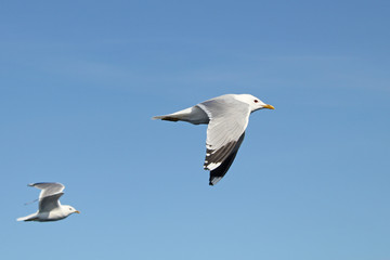 seagull in flight