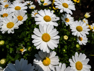White daisy flowerbed background