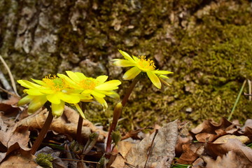 Snowdrops of the Ussuri taiga. Adonis Amur - early spring flowers. The first plants of the spring season. In the background, tree bark and moss. Close up.