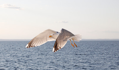 Naklejka premium seagull in flight