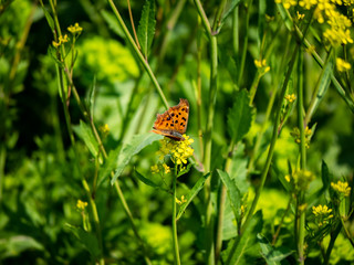 asian comma butterfly on yellow wildflowers 1