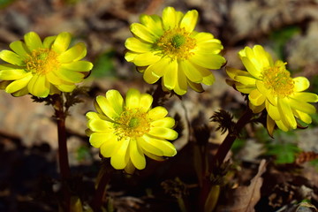 Four Adonis flowers under the tree. Adonis, or pheasant's eye lat. Adonis is a genus of plants of the Buttercup family Ranunculaceae. Close up. Macro. In the natural environment.