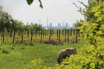 Industrieanlage vor grasender Kuh