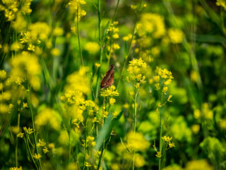 asian comma butterfly on yellow wildflowers 7