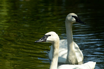Obraz premium grauer Schwan