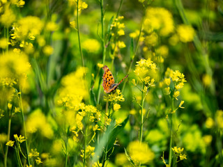 asian comma butterfly on yellow wildflowers 6