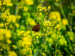 asian comma butterfly on yellow wildflowers 9