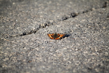 butterfly on rock
