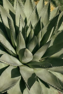 469,165 BEST Cactus Plant IMAGES, STOCK PHOTOS & VECTORS | Adobe Stock