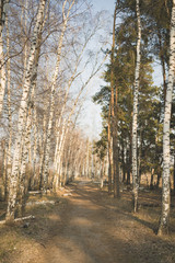 Obraz premium Empty pathway in spring woods Perspective view of empty walkway among trees in peaceful spring forest