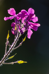 Bezaubernde violett-rosa-farbene Blüten im Frühlingsgegenlicht