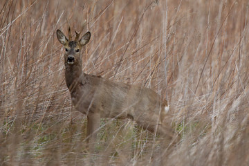 Sarny © marcinbawiec