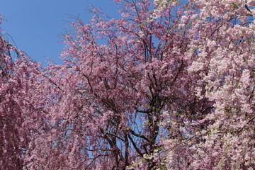 高見の郷　しだれ桜
