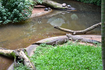 river in the forest