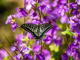 Asian swallowtail butterfly on annual honesty flowers 1