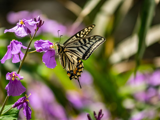 Asian swallowtail butterfly on annual honesty flowers 1