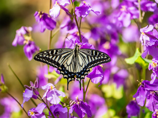 Asian swallowtail butterfly on annual honesty flowers 1