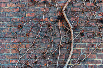 Vines on the walls of Wawel