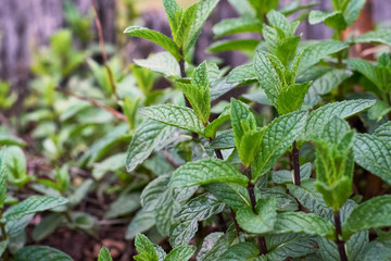 set of wild mint herbs