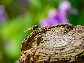 green bottle blow fly on a stump